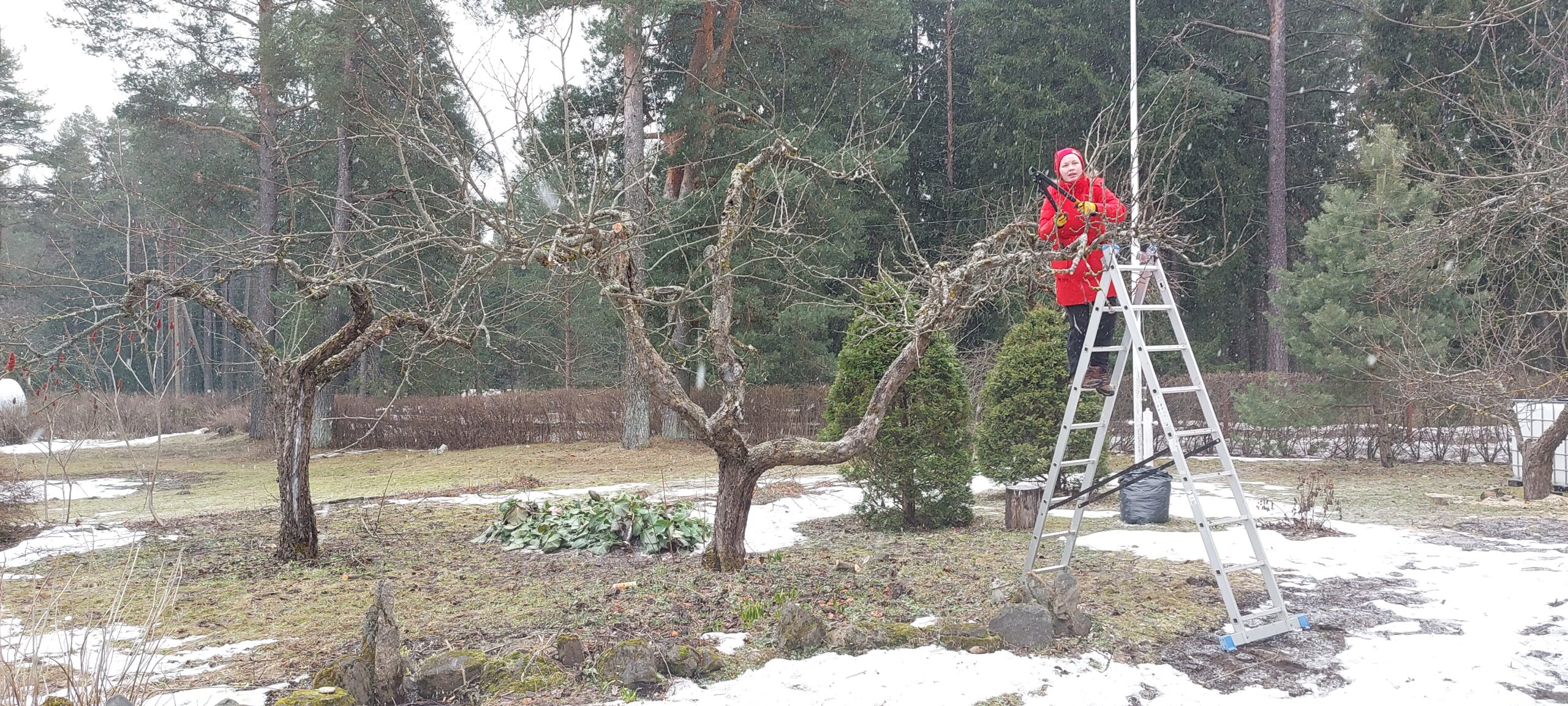 Hoolitsemata puud võivad varjata valgust ning kujutada ohtu meie varale. Vigastusi, haigused ning halvasti paiknevaid murdumisohtlikke oksi ei tohiks jätta tähe